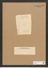 Berkeleya rutilans var. lutea (Kuetz.) Grun. (de-Toni-Nr.: Genus 21, Species 1218) Zeichnungen Sammlung Grunow Nr. 2352 (NHMW-BOT-W0369483)